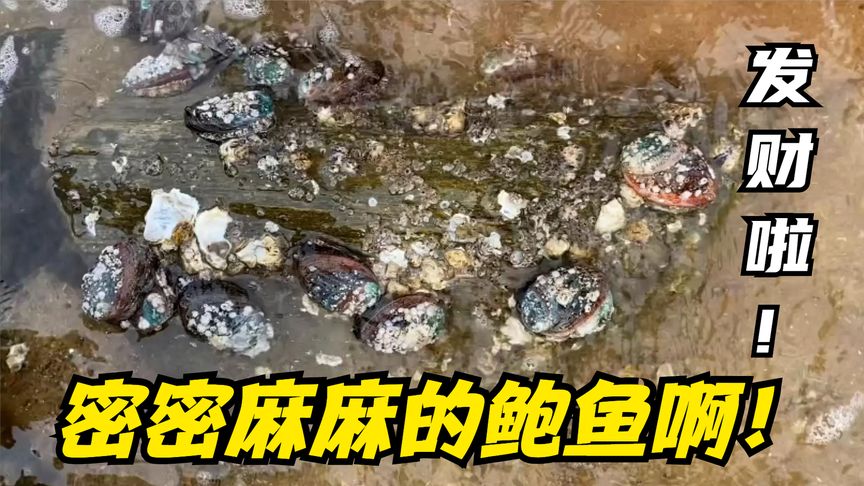 排水口海鮮大爆發啦！管道上吸著一大片鮑魚！還有好多深海大龍蝦