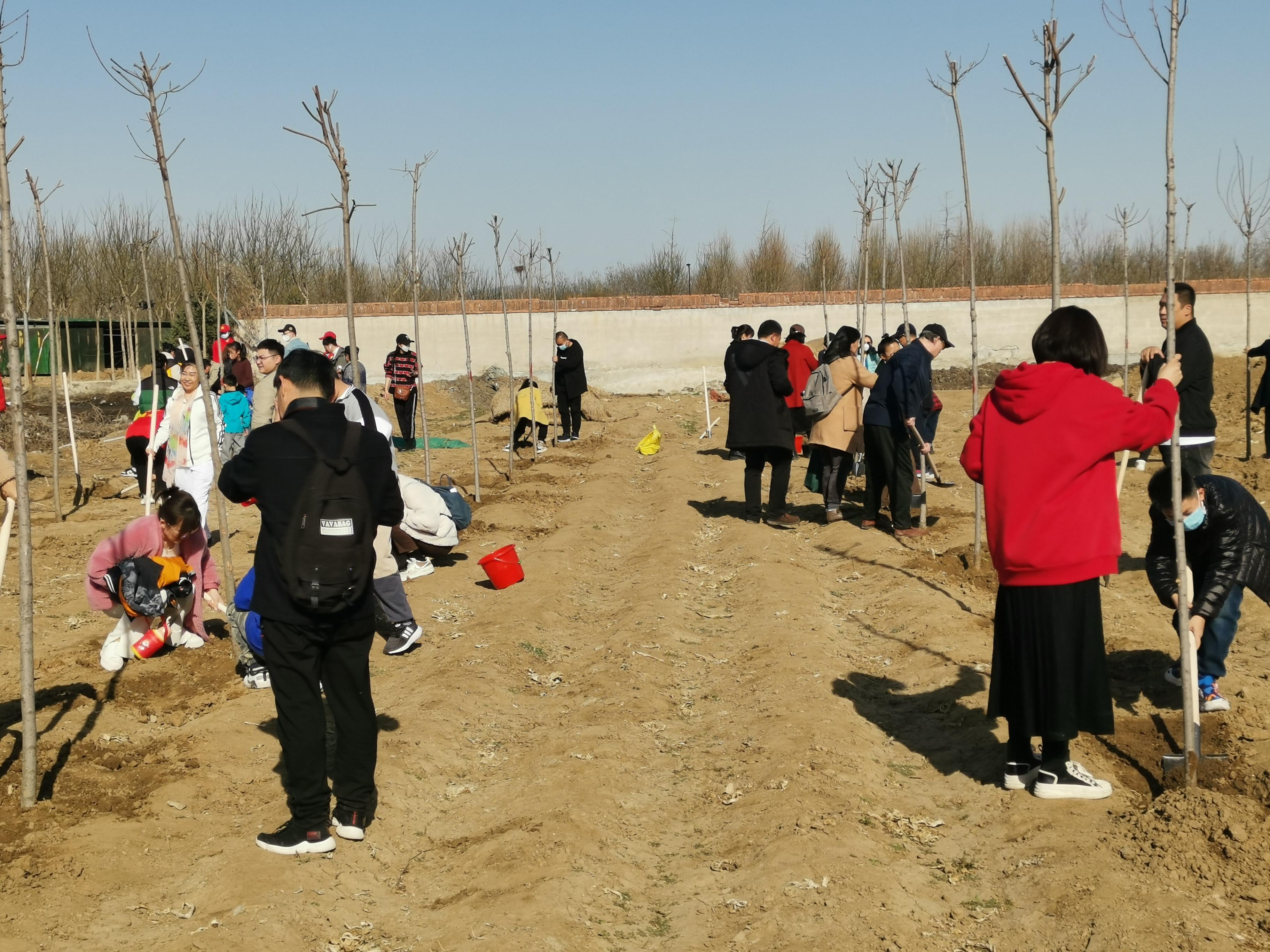 擁抱春天，播種綠色，放飛希望——三河市開展3·12植樹活動-圖4