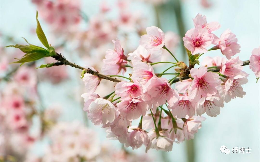 9首春花“飛花令” 邊賞花邊漲文采！-圖4